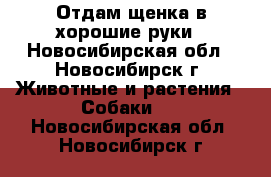 Отдам щенка в хорошие руки - Новосибирская обл., Новосибирск г. Животные и растения » Собаки   . Новосибирская обл.,Новосибирск г.